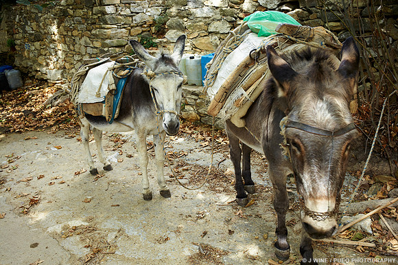 Working Donkeys