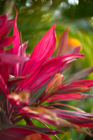 Flora